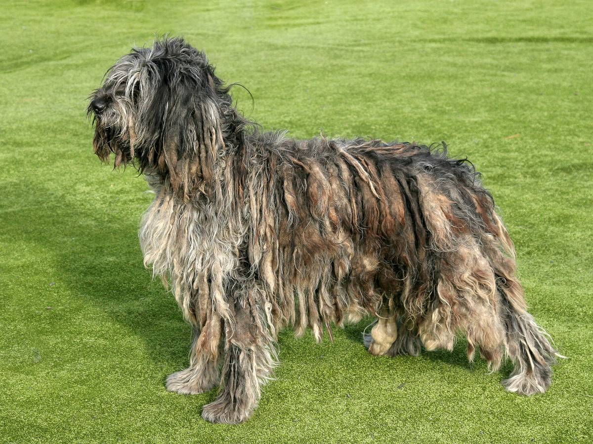 Bergamasco sheepdog Depositphotos_35446123_S