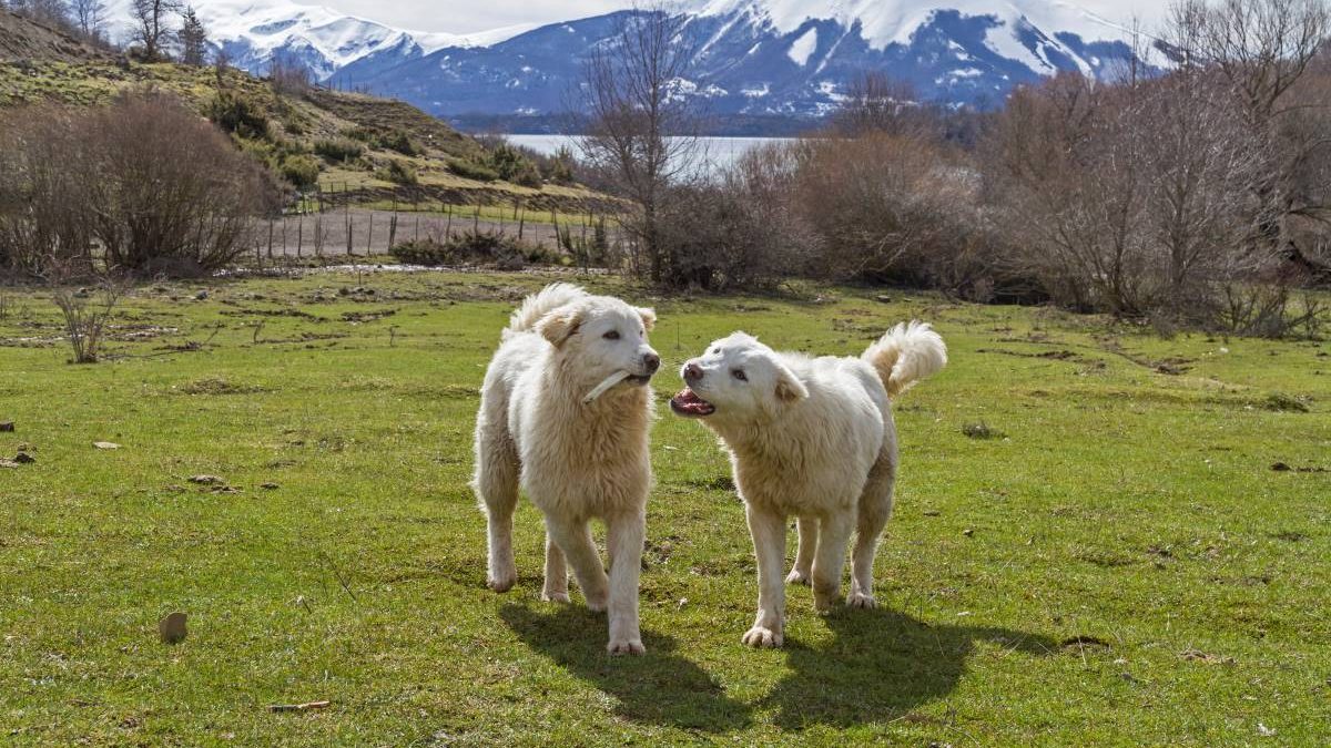 Berghond van de Maremmen en de Abruzzen