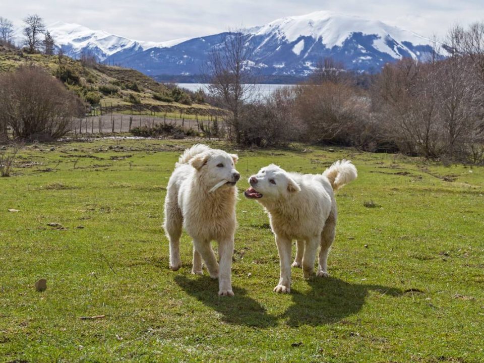 Berghond van de Maremmen en de Abruzzen