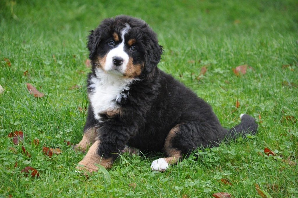 Berner Sennenhond | Alles over hondenrassen | De Nieuwe Hond