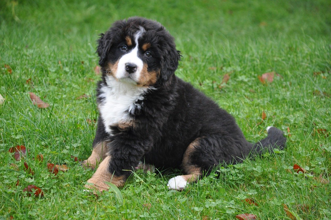 Berner Sennenhond puppy