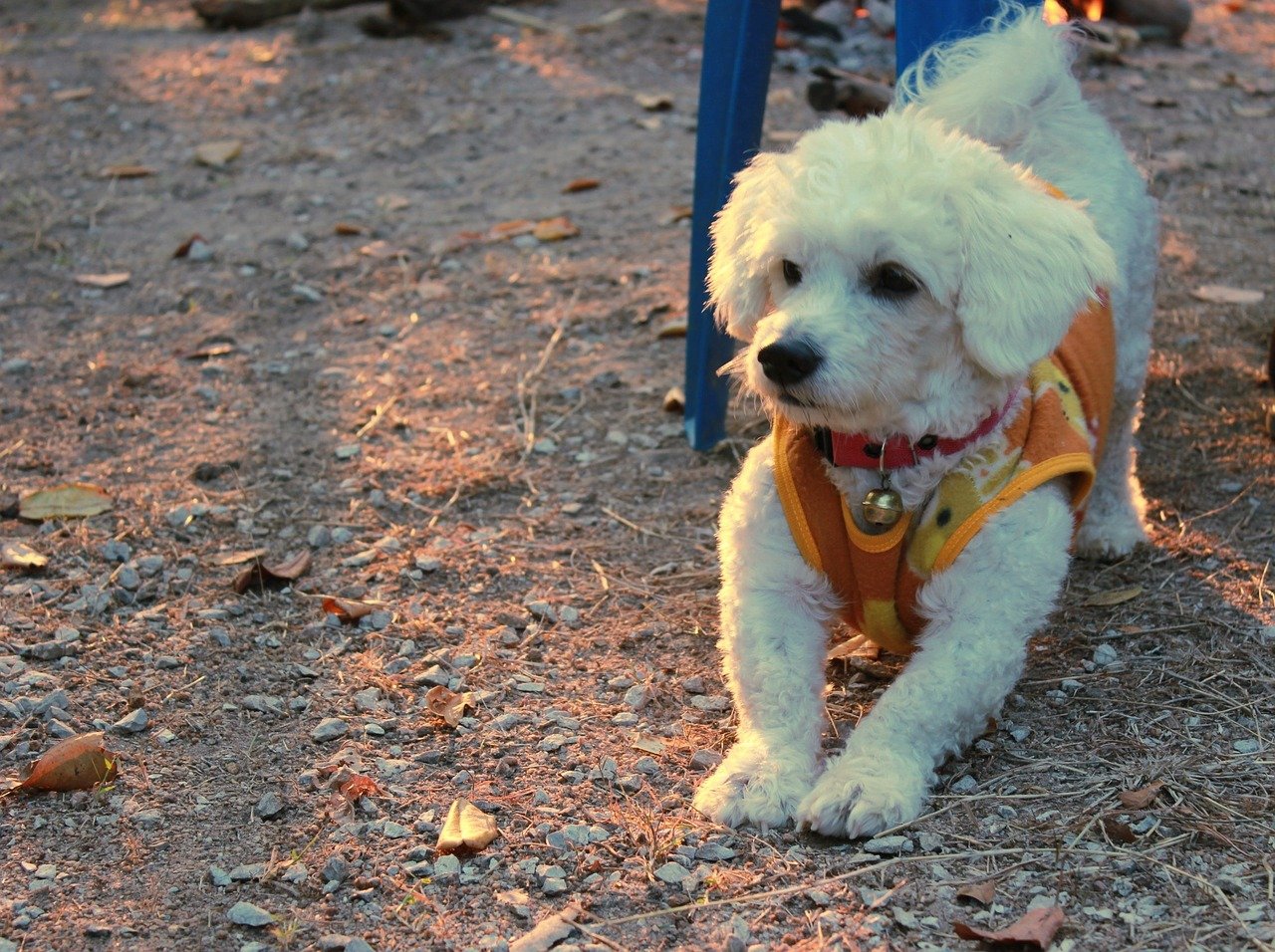 Bichon Frise puppy - Hondenrassen voor een appartement