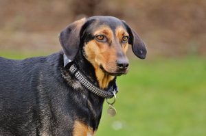 Black and Tan Coonhound