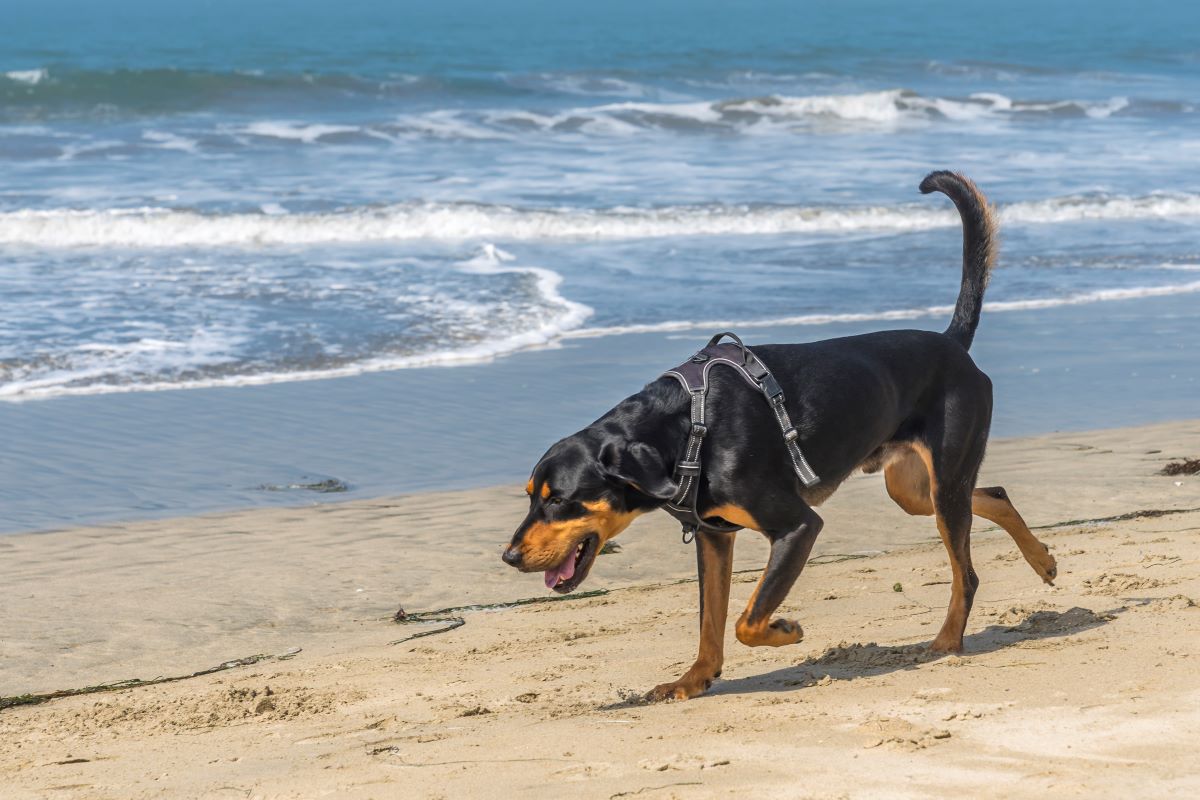 Black and Tan Coonhound Depositphotos_403766304_S