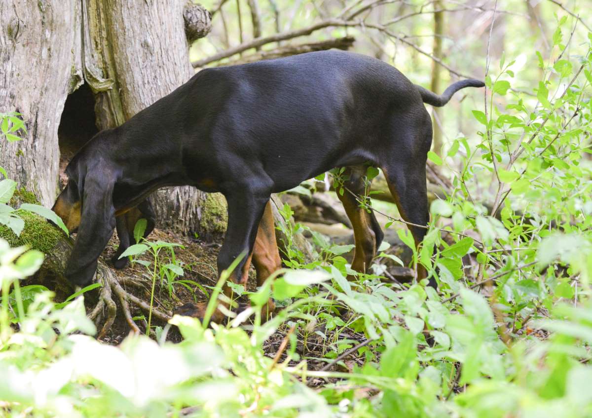 Black and Tan Coonhound Depositphotos_49427171_S