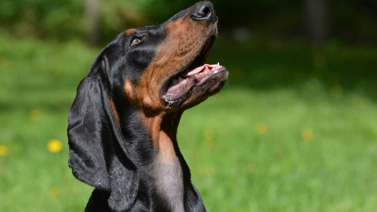 Black and Tan Coonhound Depositphotos_61362035_S