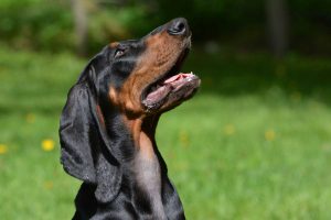 Black and Tan Coonhound Depositphotos_61362035_S