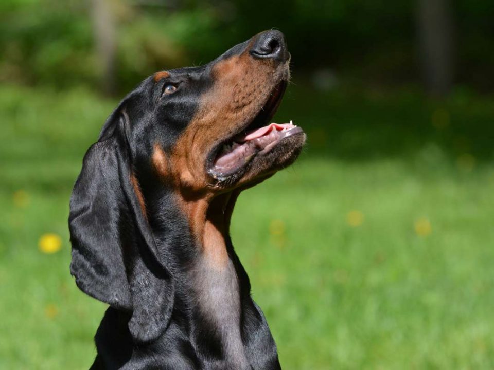 Black and Tan Coonhound Depositphotos_61362035_S