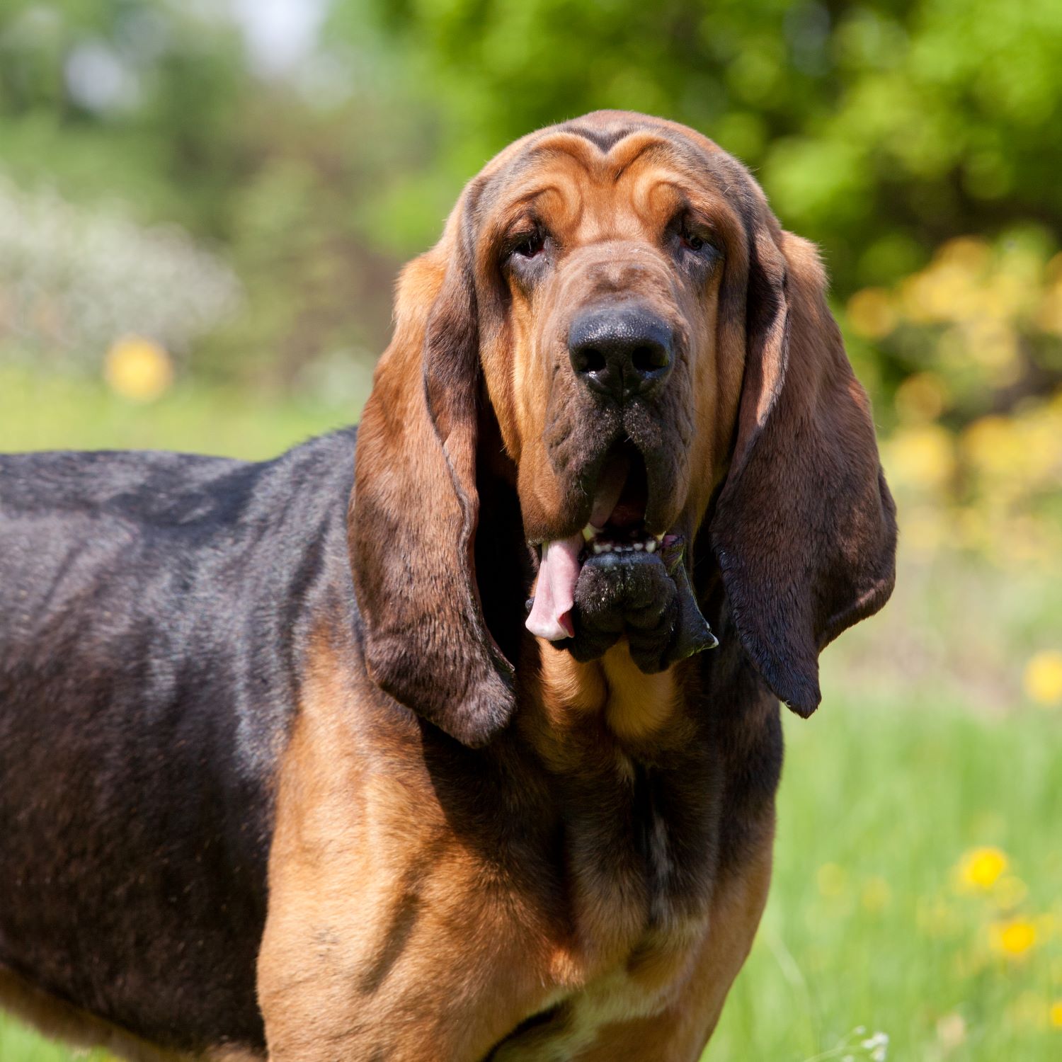 bloedhond of Sint-Hubertushond puppy