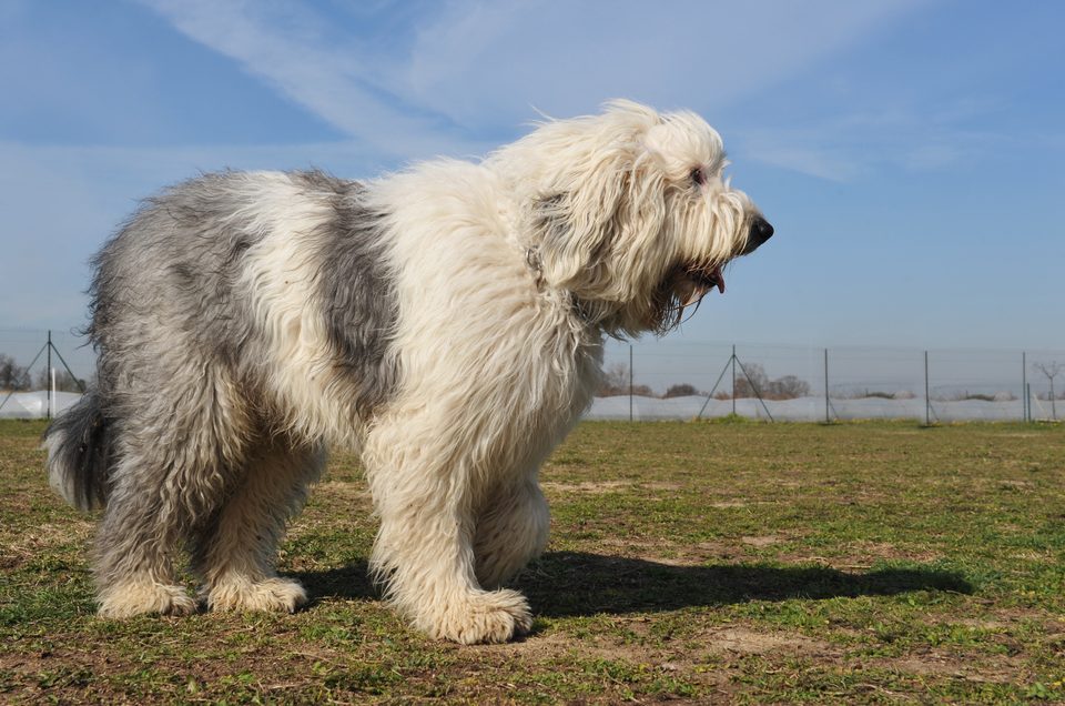 Bobtail-of-Old-English-Sheepdog-Depositphotos_2599862_S Purebred Old English Sheepdog upright in a garden