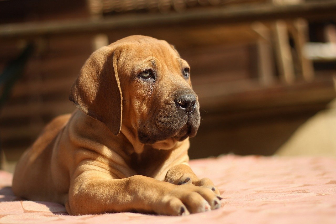 Boerboel puppy