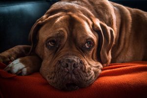 Bordeaux dog