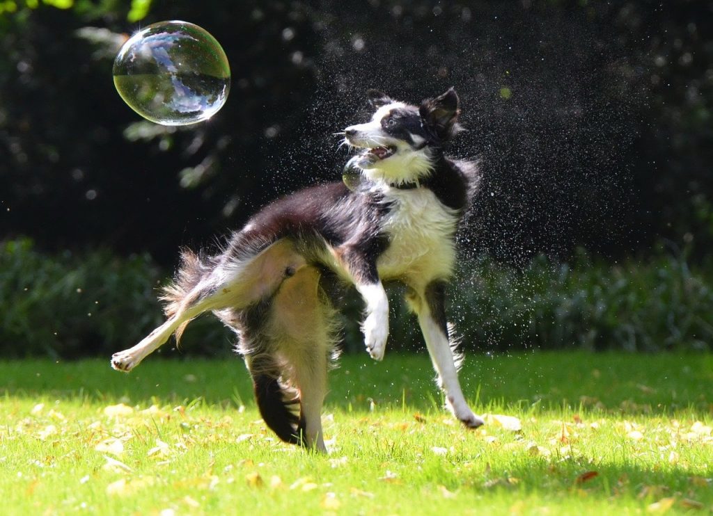 Puppy Border Collie