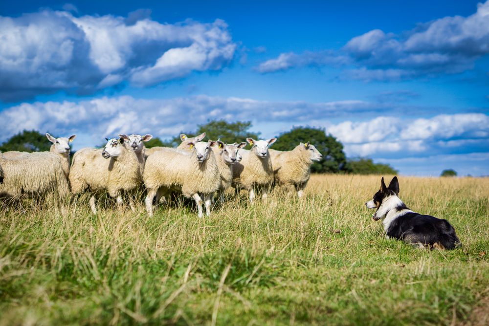 Border Collie is een hondenras dat speciaal is gefokt als begeleider voor grazende schapen