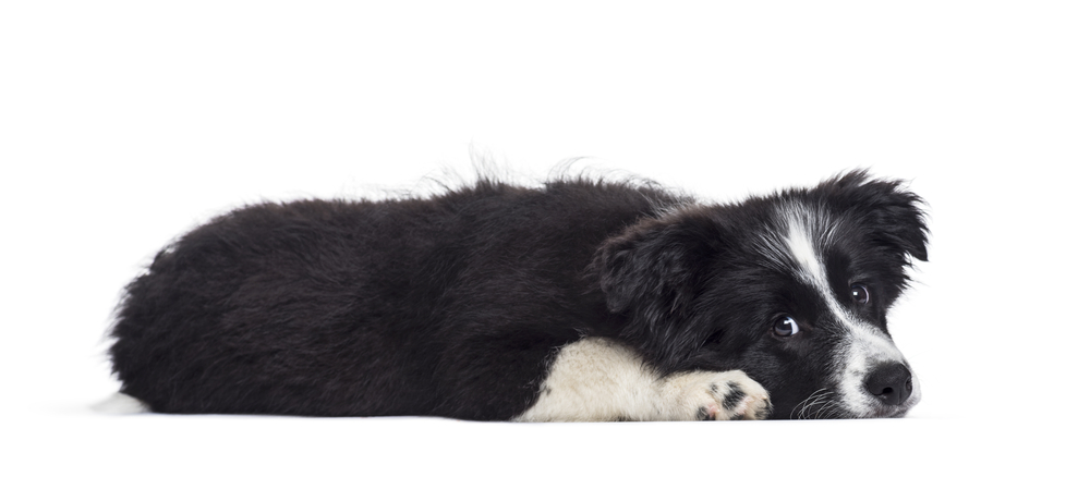 Border Collie puppy, 17 weeks old, against white background