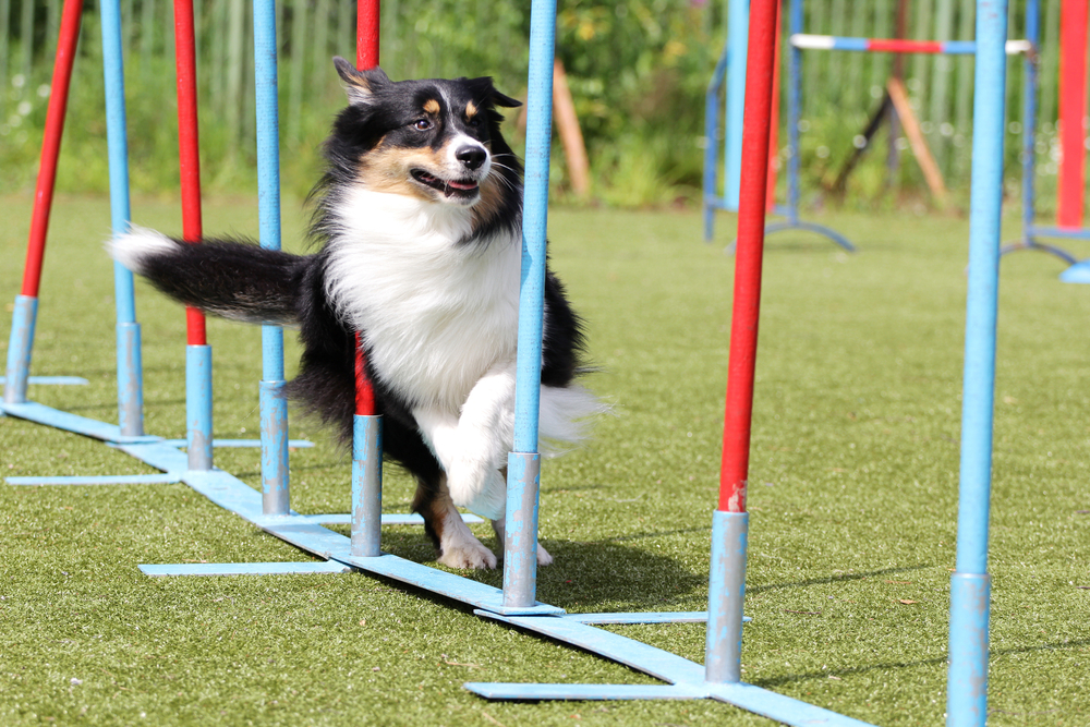 Border Collie hond bij opleidingen op Behendigheid