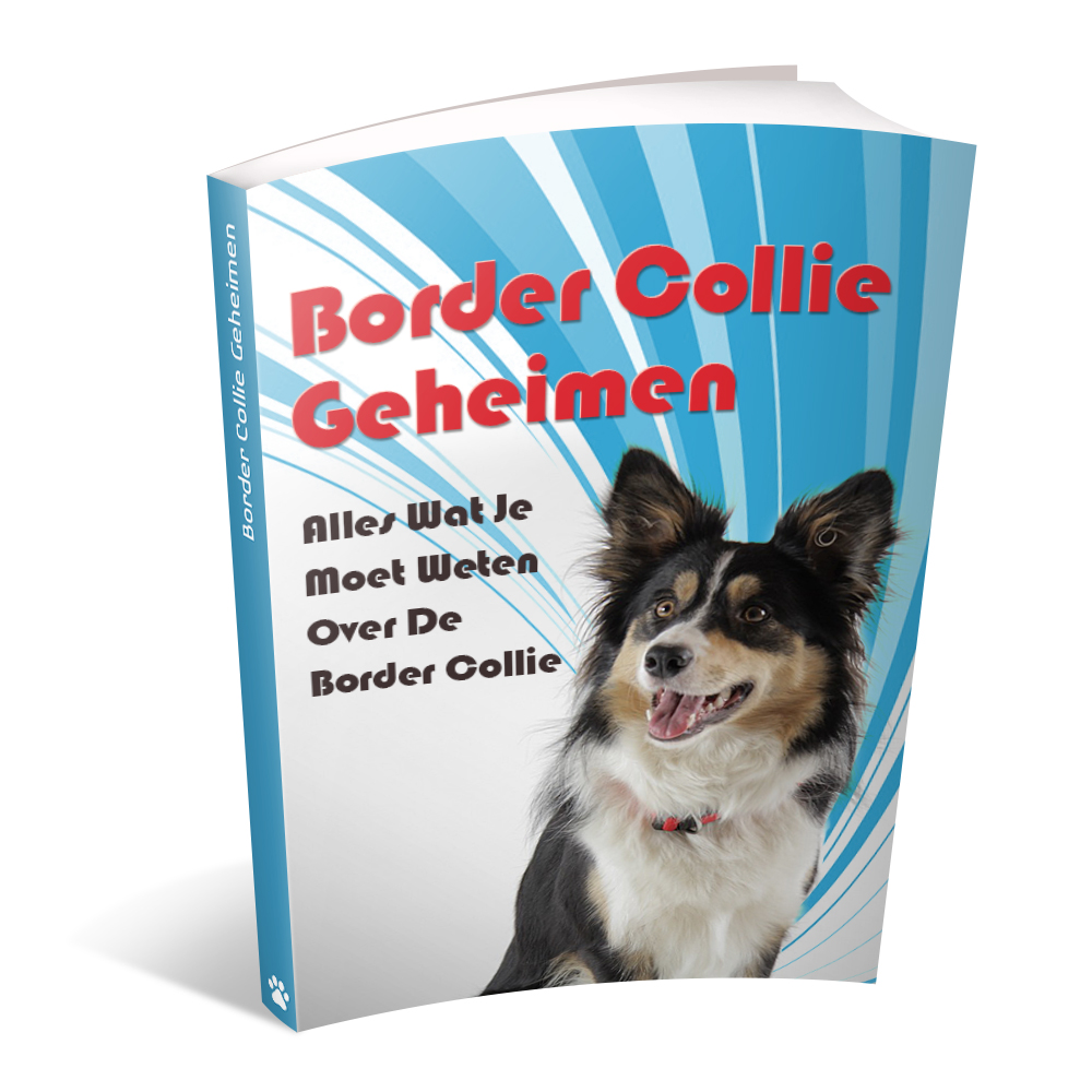 Border_Collie_Geheimen