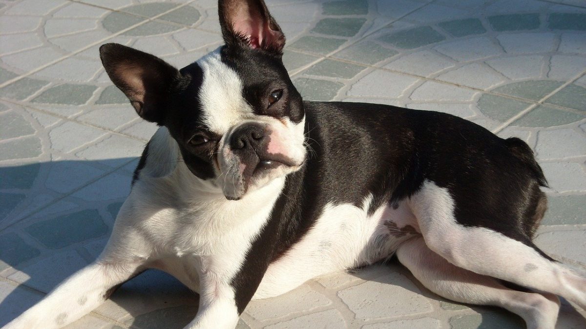 Boston Terrier