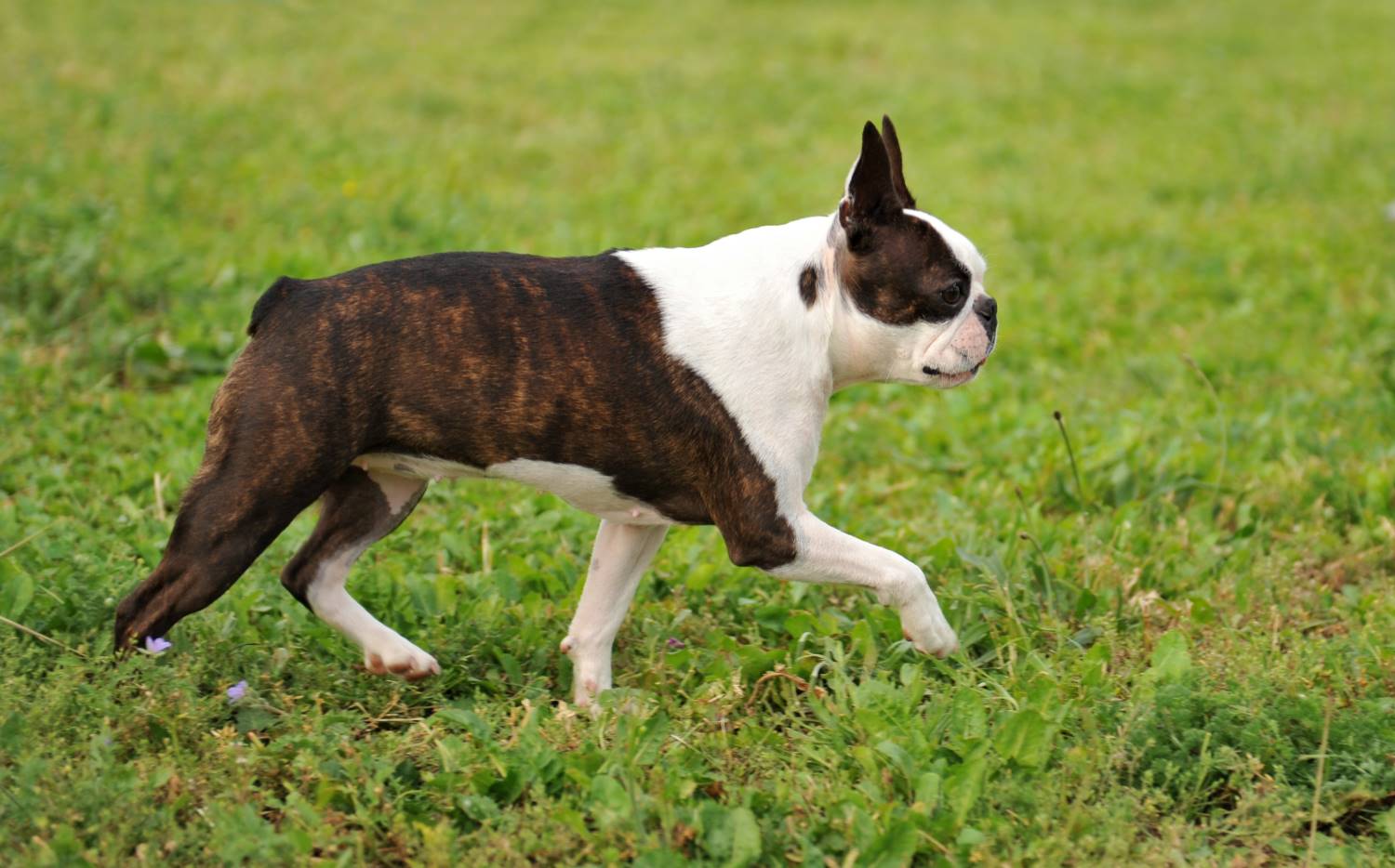 Boston Terrier Depositphotos_1918274_S