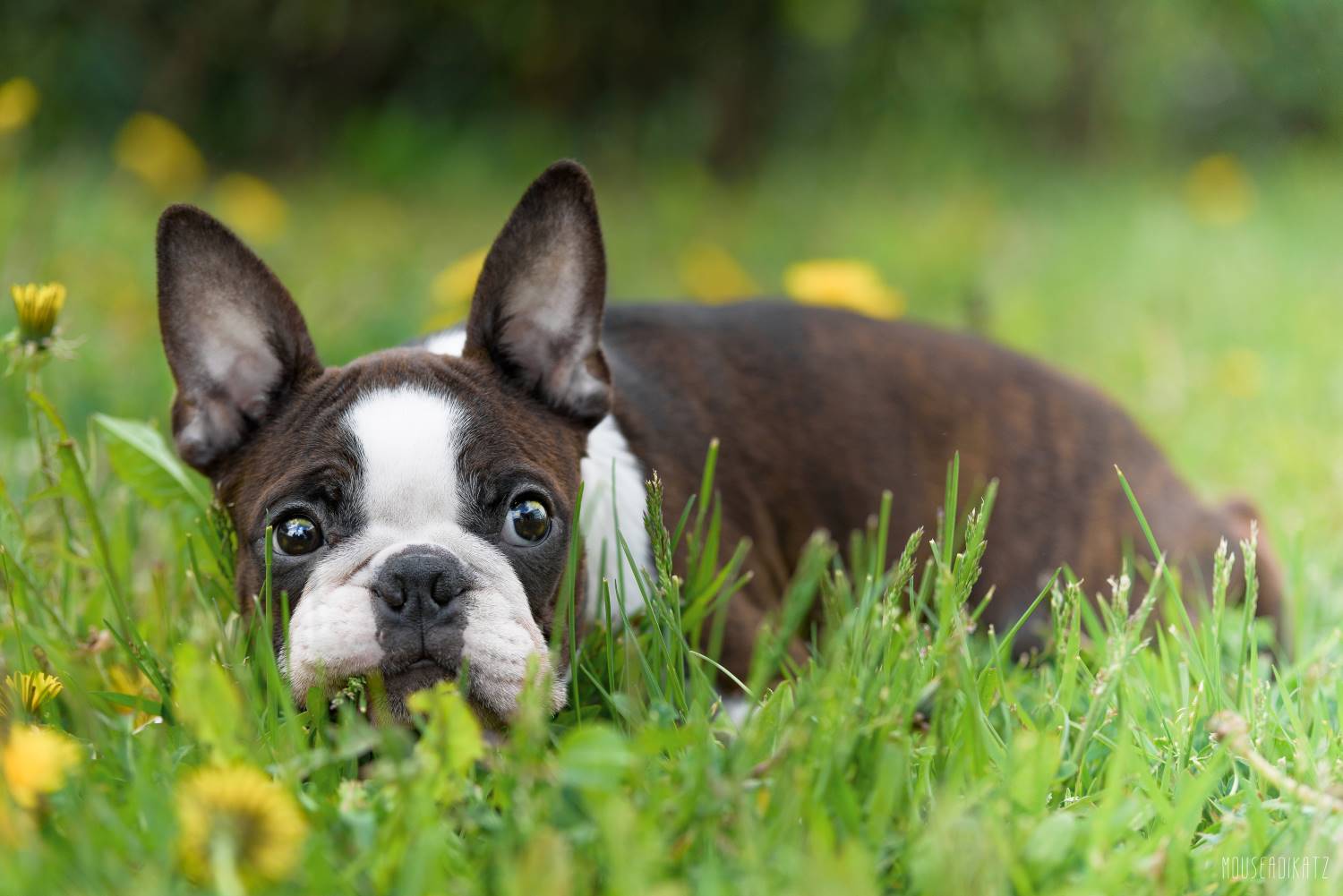 Boston Terrier Depositphotos_266345032_S