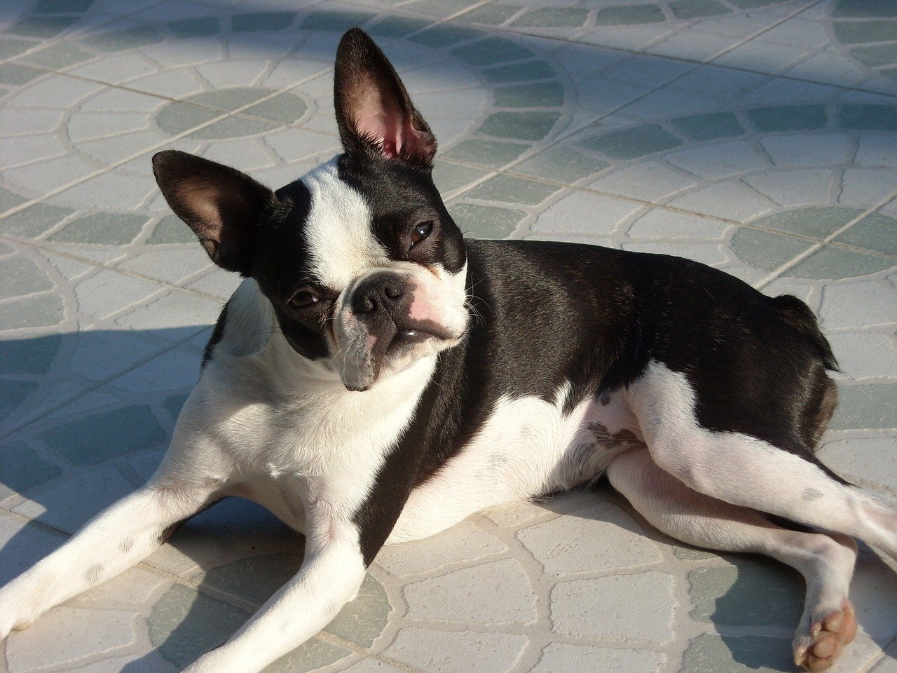 Boston Terrier - Hondenrassen voor een appartement