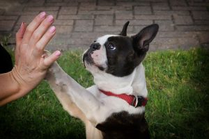 Boston Terrier - Boston Terrier1