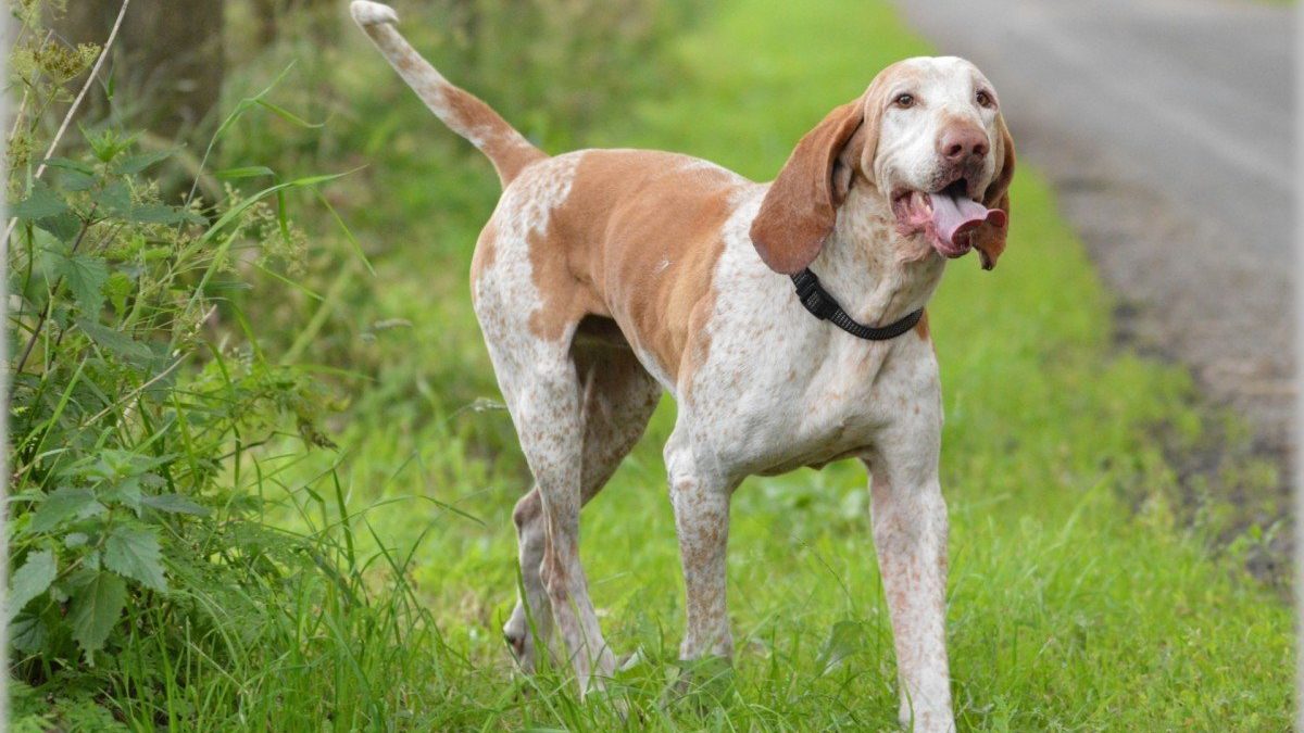 Bracco Italiano