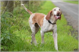 Bracco Italiano