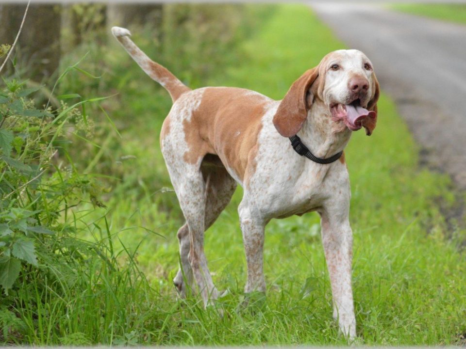 Bracco Italiano