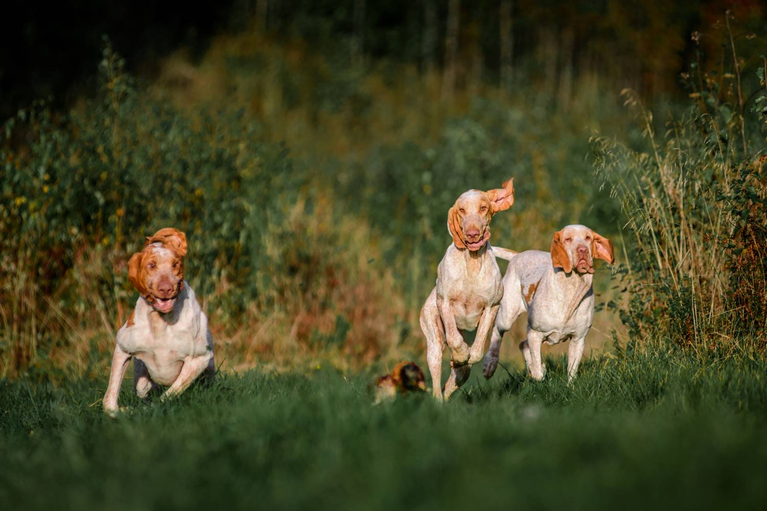 Bracco Italiano Depositphotos_367657488_S