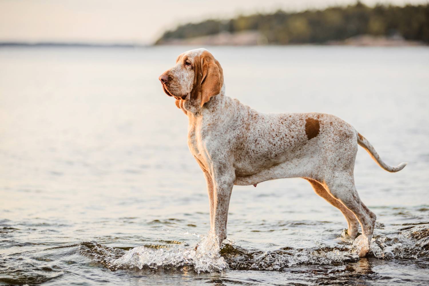 Bracco Italiano Depositphotos_391584172_S