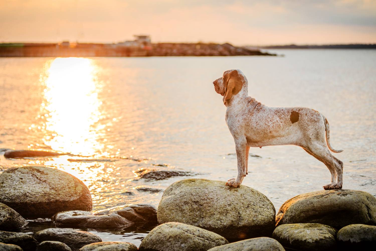 Bracco Italiano Depositphotos_408606556_S