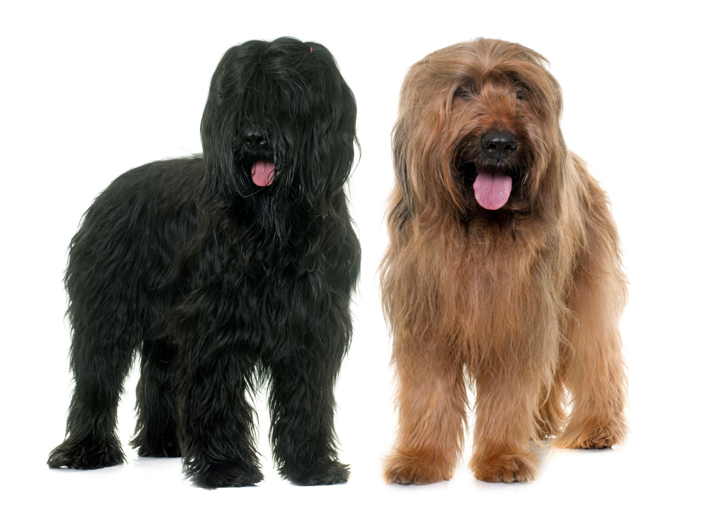 Briard Depositphotos_110811798_S