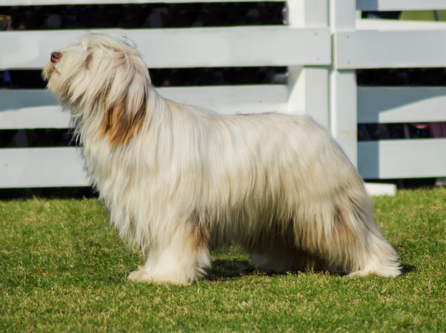 Briard Depositphotos_24088803_S