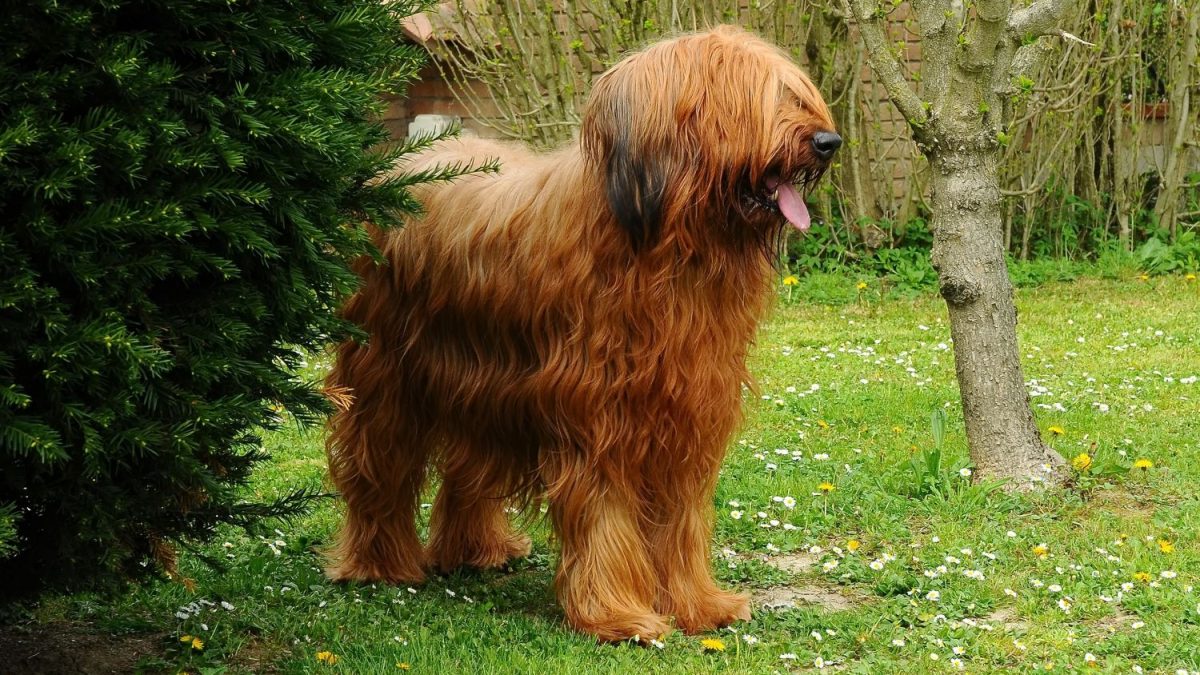 Briard Depositphotos_455872014_S