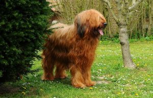 Briard Depositphotos_455872014_S