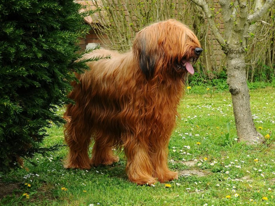 Briard Depositphotos_455872014_S