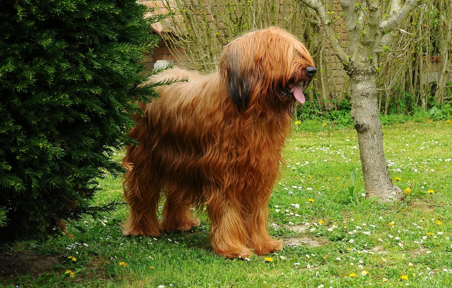 Franse hondenrassen - Briard Depositphotos_455872014_S