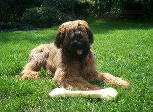 Briard puppy