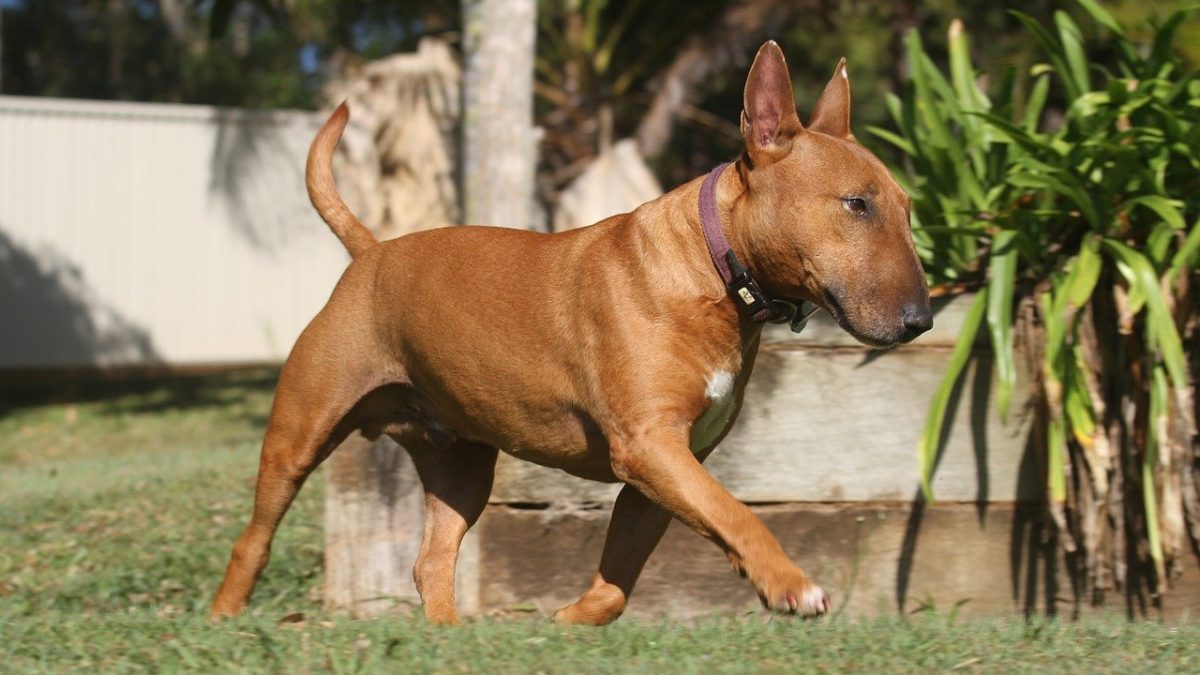 Bull Terrier