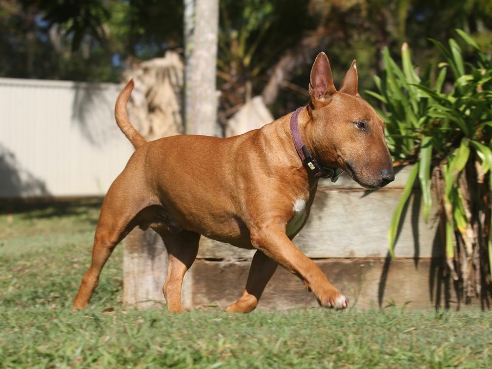 Bull Terrier