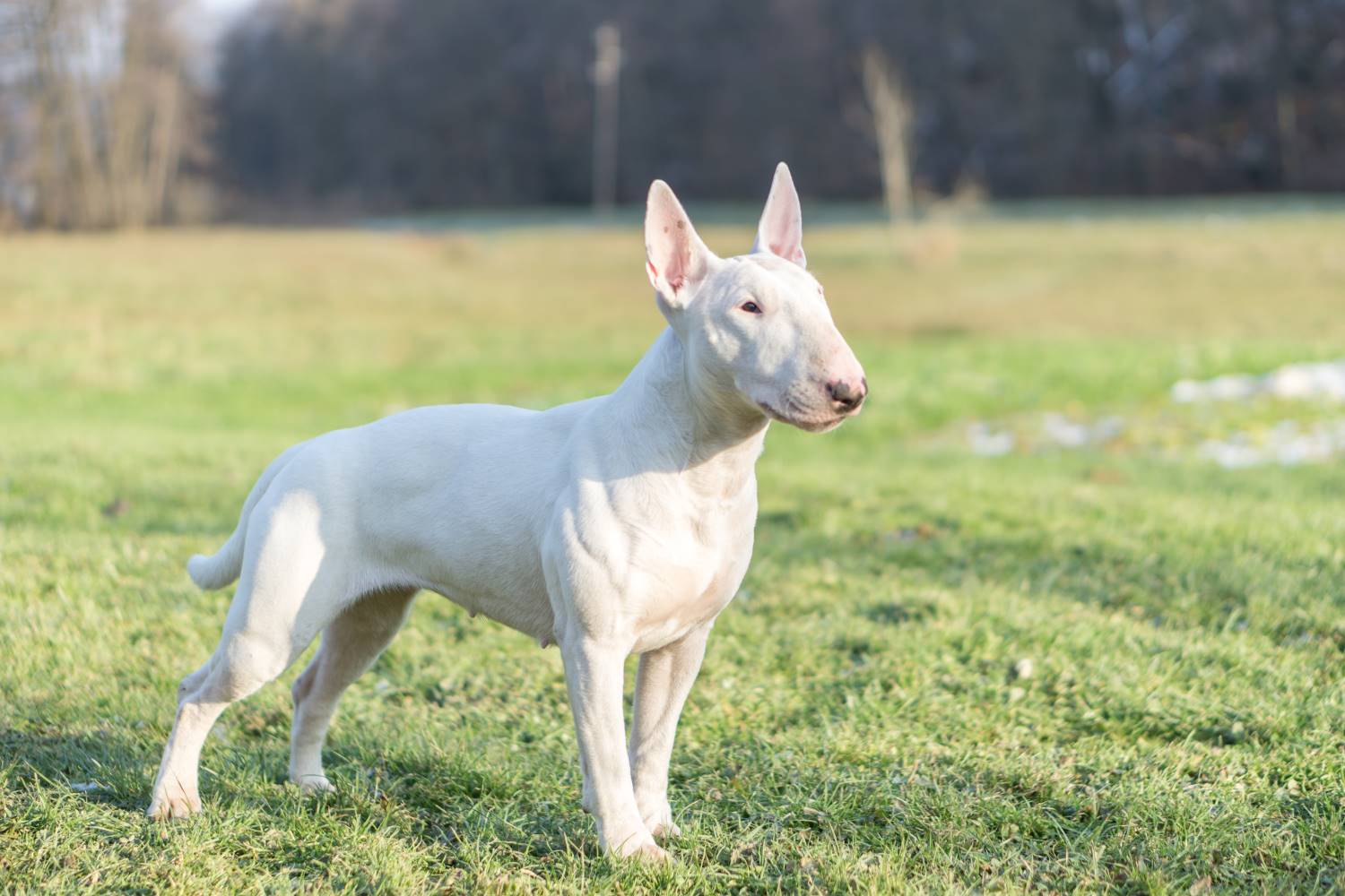 Bull Terrier Depositphotos_238722096_S