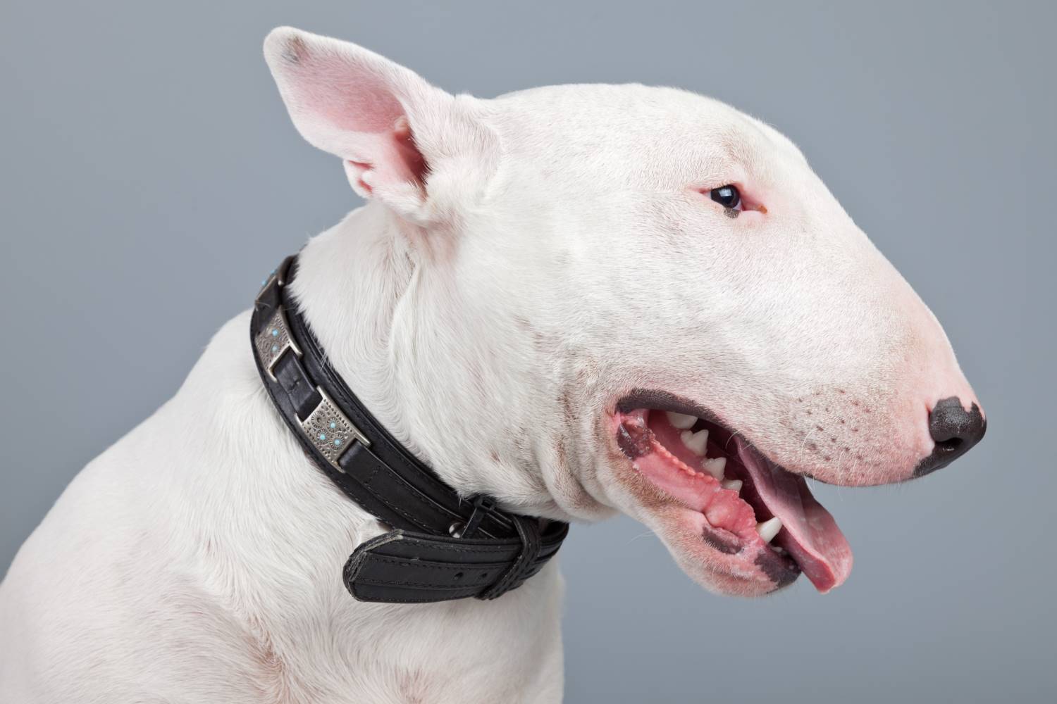 Bull Terrier Depositphotos_30212541_S