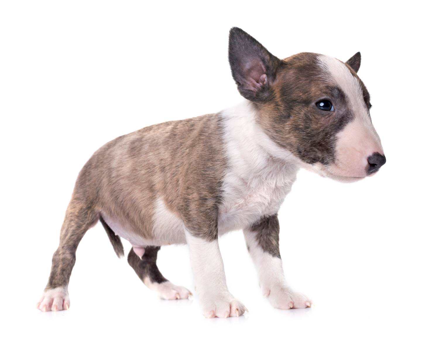 Bull Terrier miniatuur Depositphotos_176302168_S