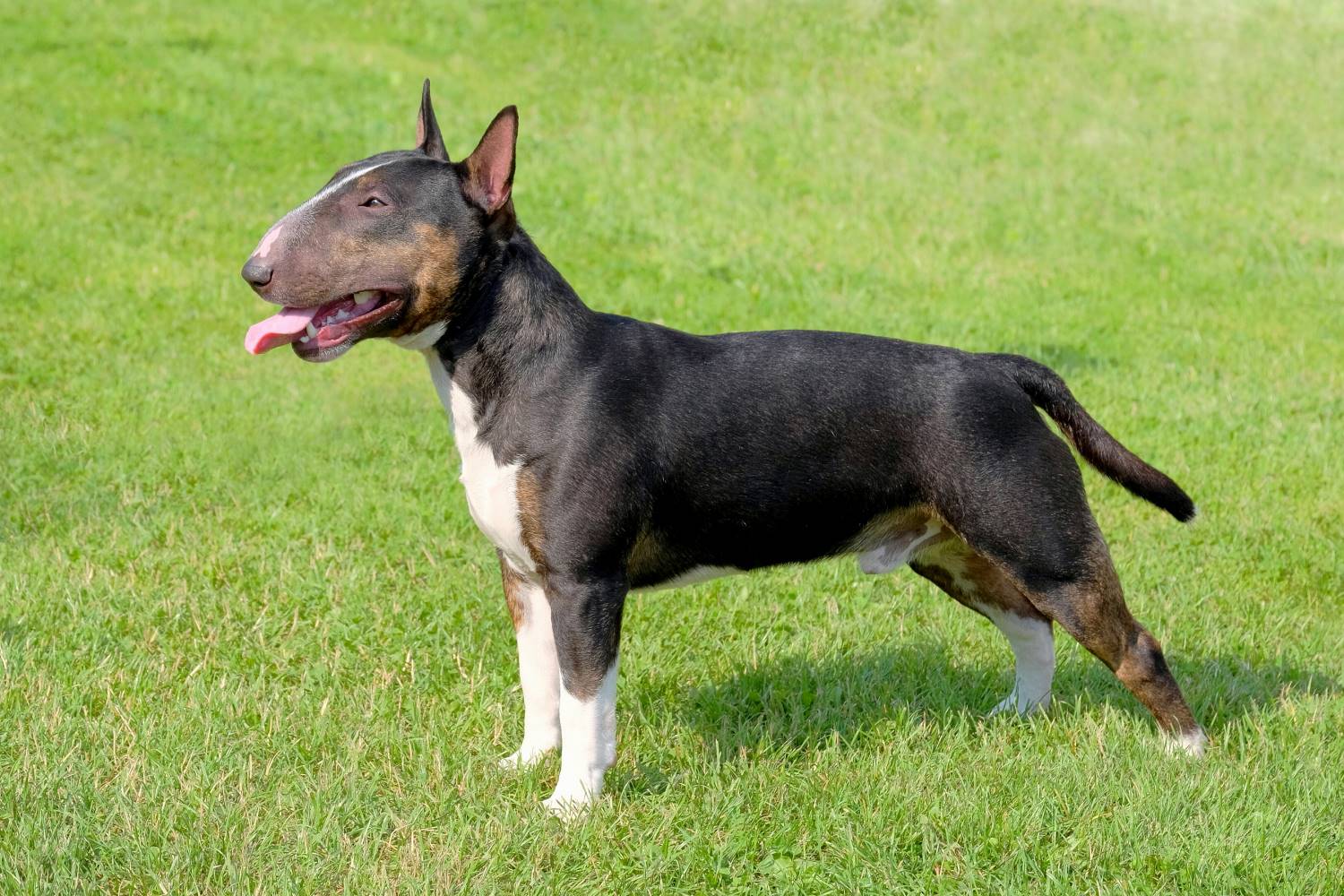 Bull Terrier miniatuur Depositphotos_99307526_S