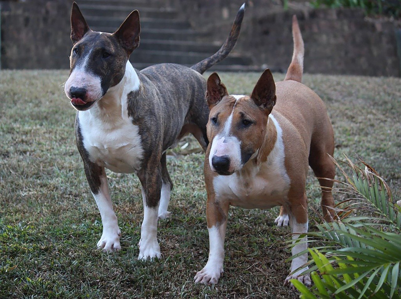 Gevaarlijke hondenrassen - Bull Terrier miniatuur