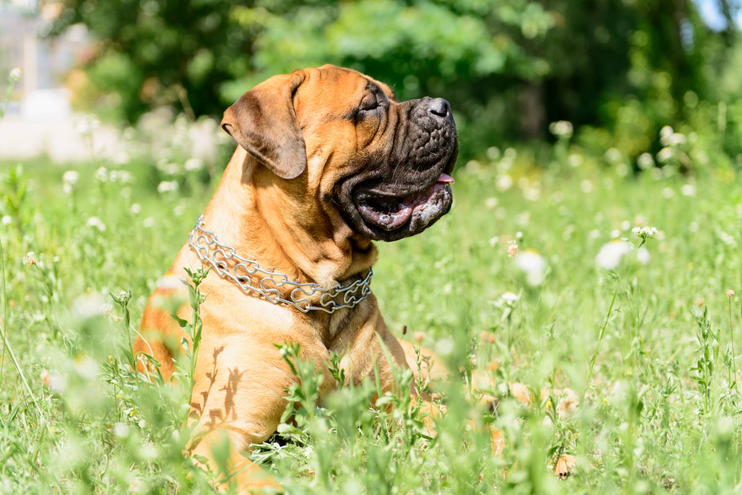 Bullmastiff Depositphotos_27028283_S