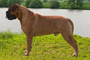 Bullmastiff Depositphotos_3262212_S