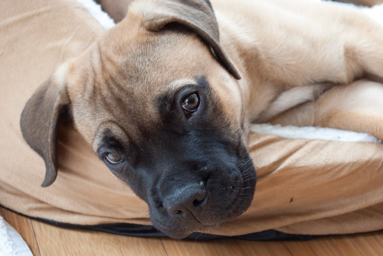 Gevaarlijke hondenrassen - Bullmastiff puppy