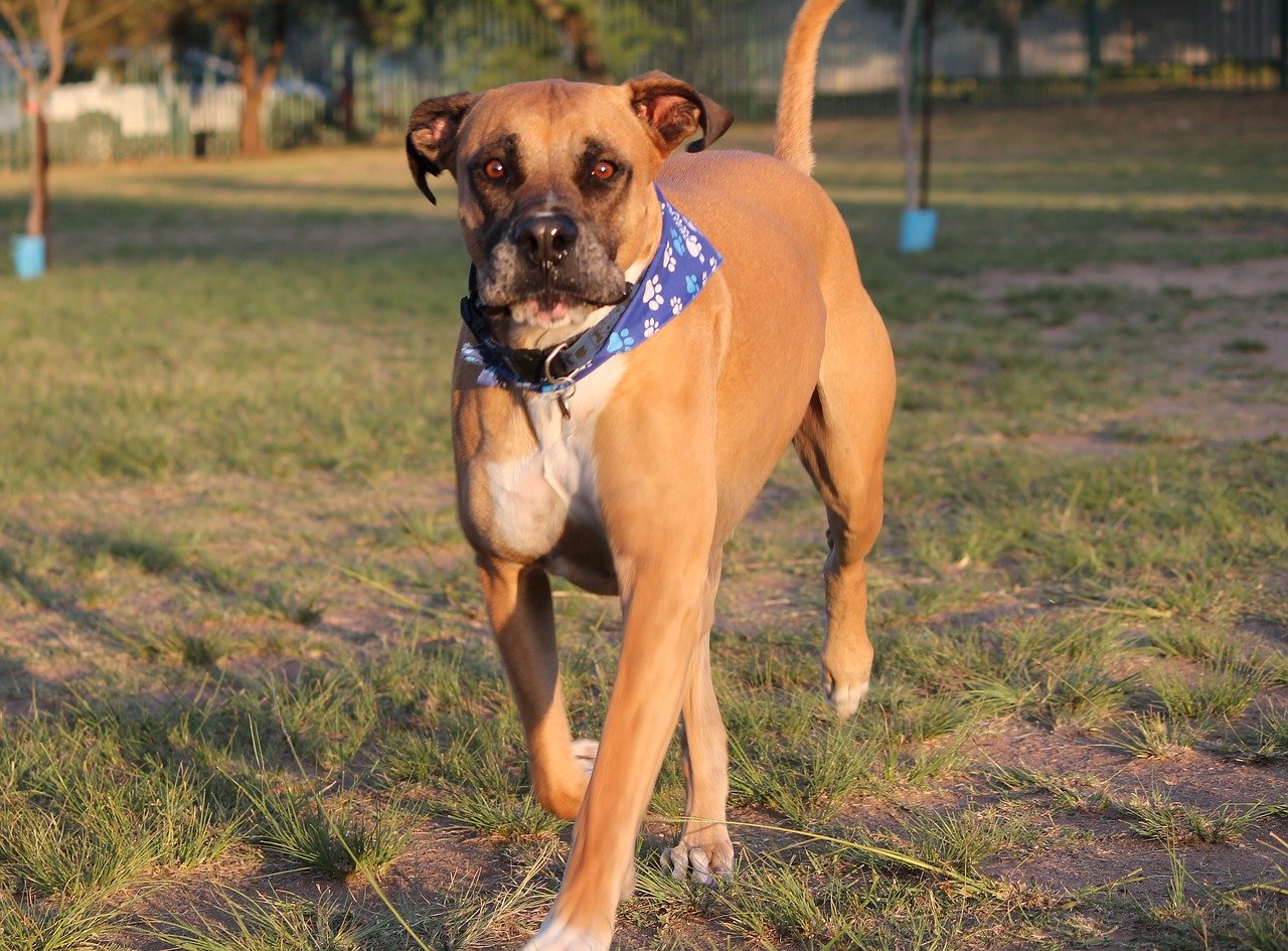 Bullmastiff - grote honden